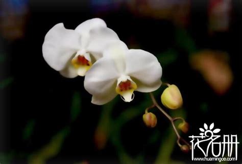 白色蝴蝶蘭花語 荌 讀音